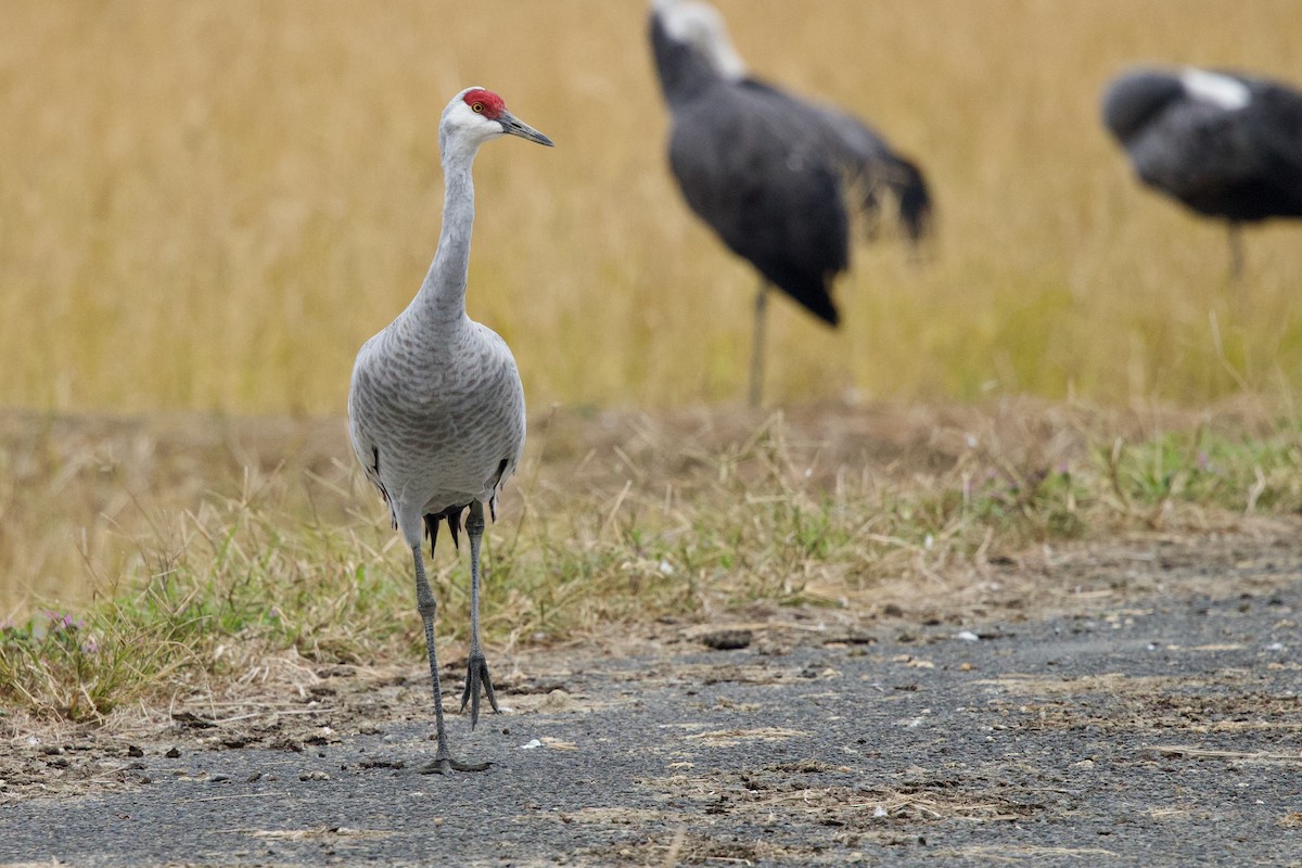 Kanada Turnası (canadensis) - ML647093376