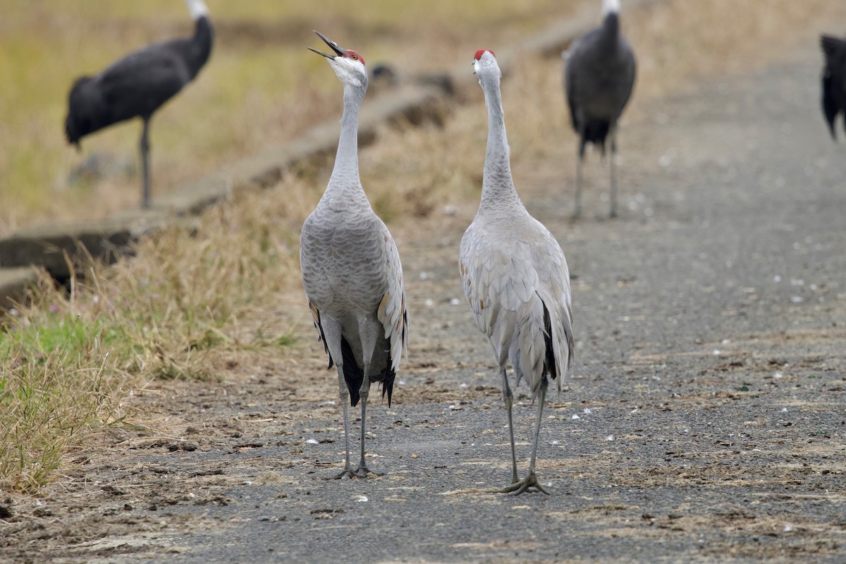 Kanada Turnası (canadensis) - ML647093377