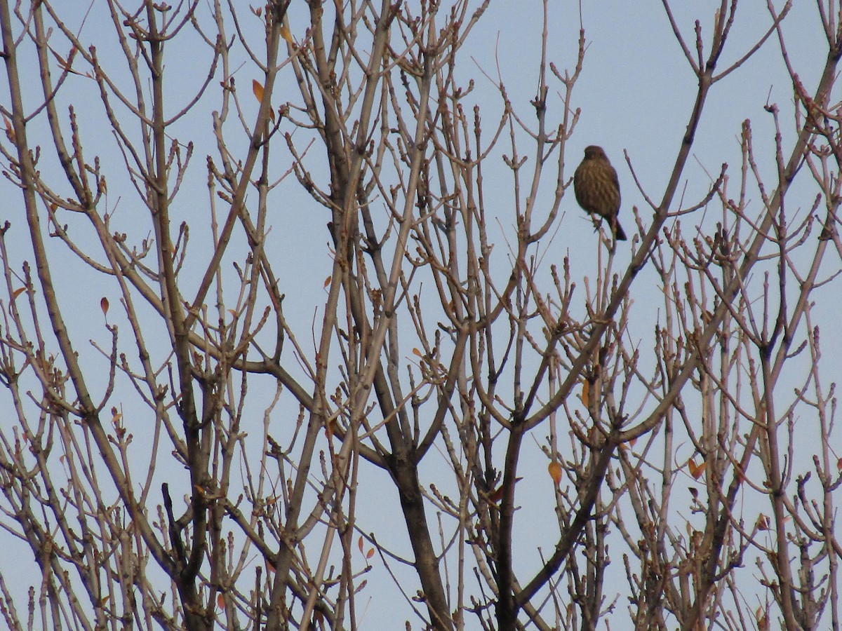 Ev Çütresi - ML647093378