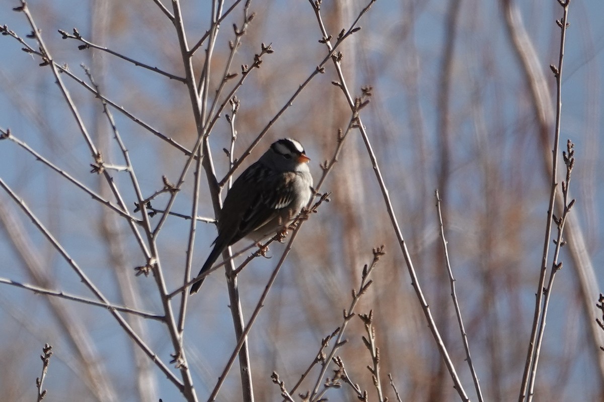 Porsuk Serçesi - ML647093379