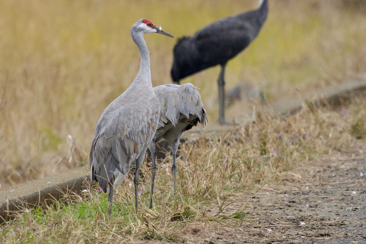 Kanada Turnası (canadensis) - ML647093380