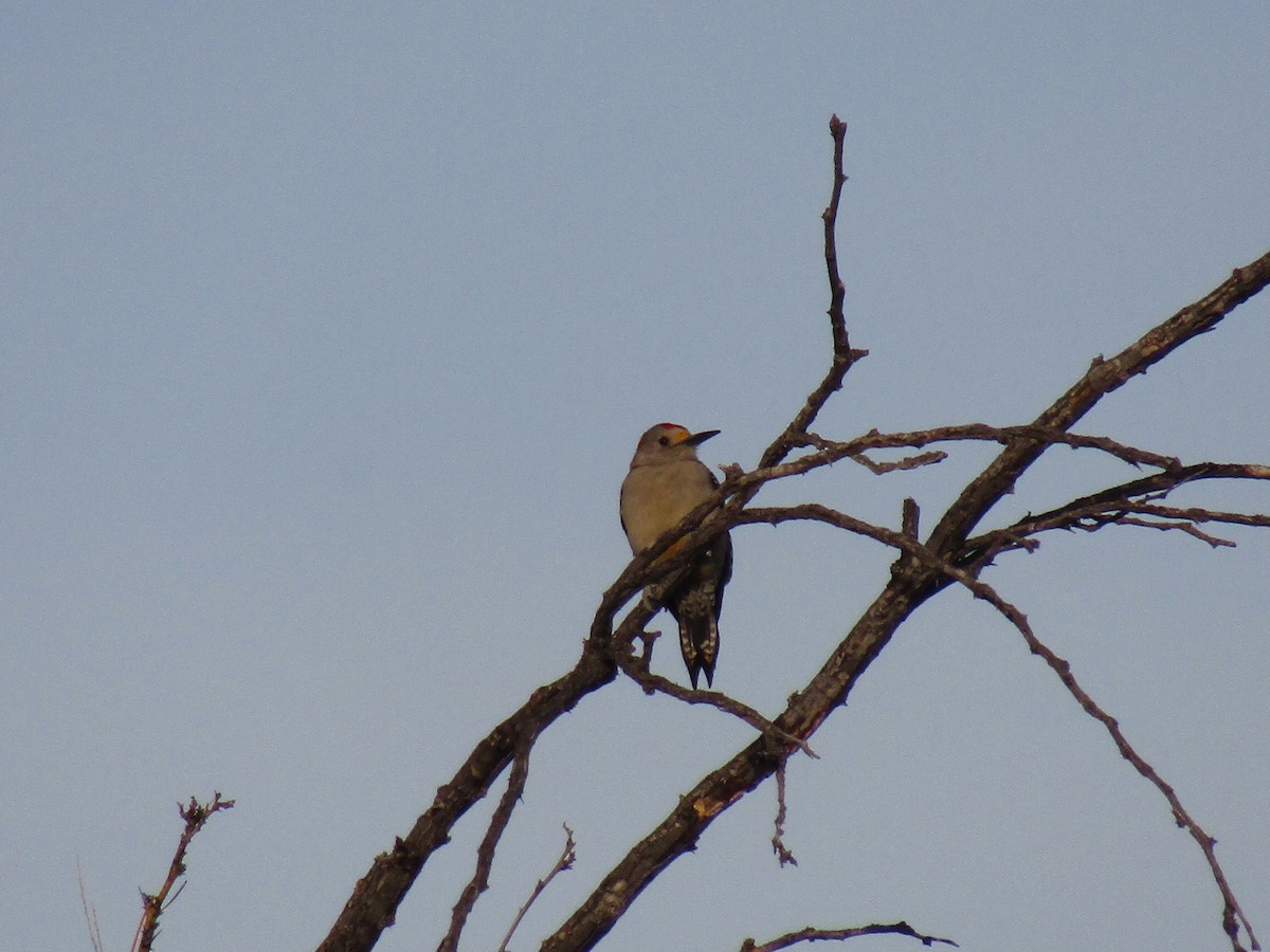 Altın Alınlı Ağaçkakan - ML647093385