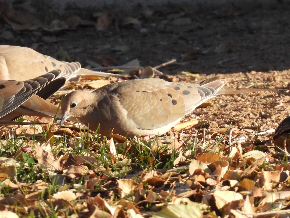 Uzun Kuyruklu Kumru - ML647093386