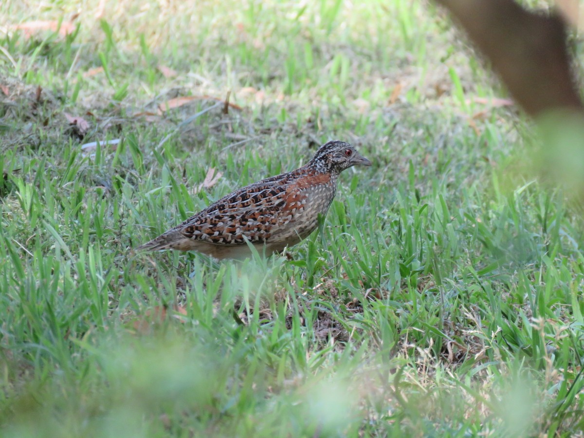 Boyalı Bıldırcınyelvesi - ML647093387