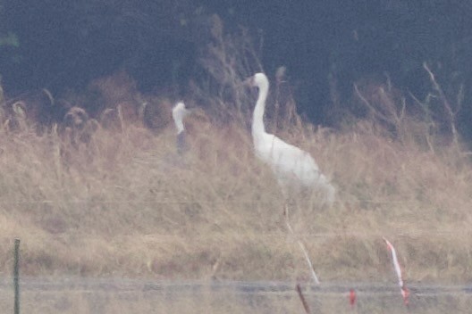 Ak Turna - ML647093388