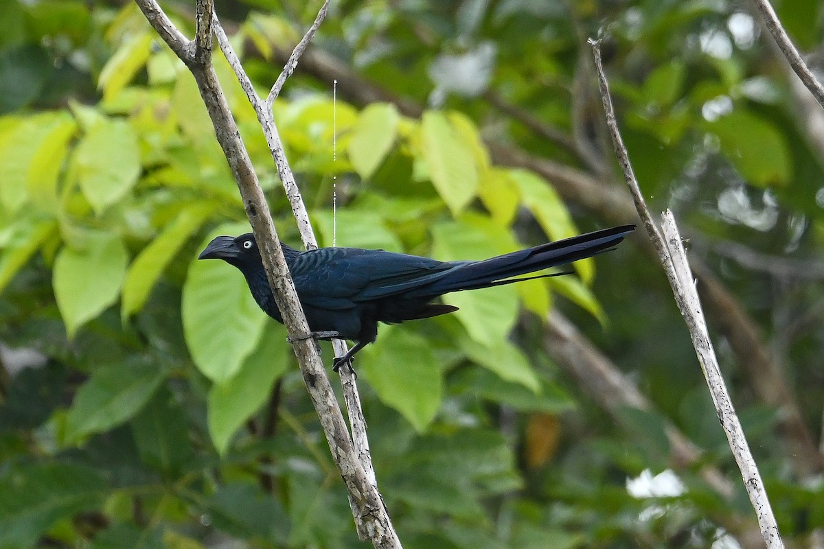 Büyük Ani - ML647093389