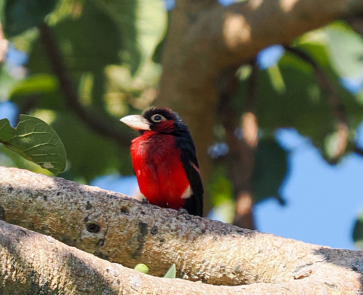 Dişli Barbet - ML647093390