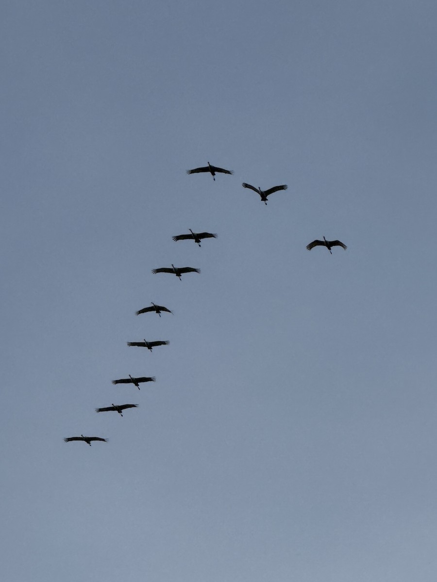 Kanada Turnası - ML647093391