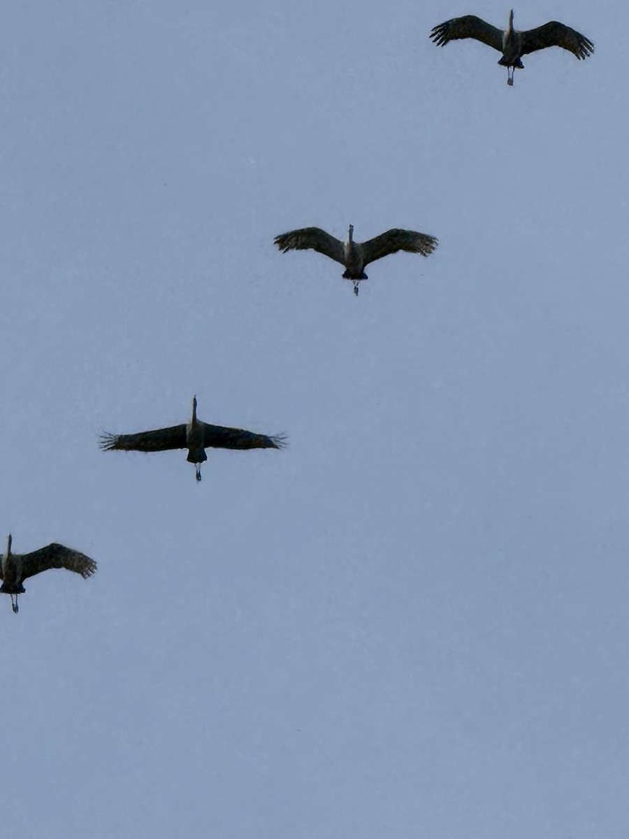 Kanada Turnası - ML647093392