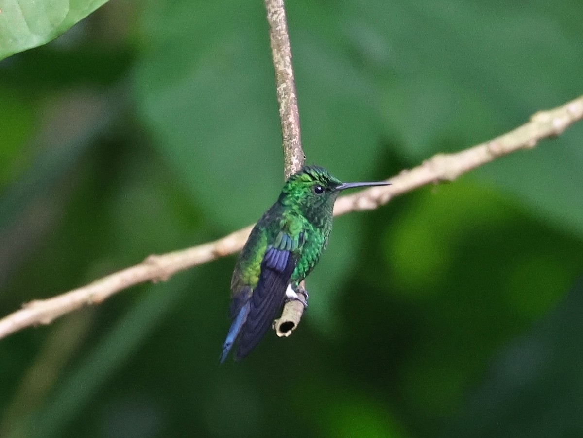 Çelik Etekli Kolibri - ML647093393