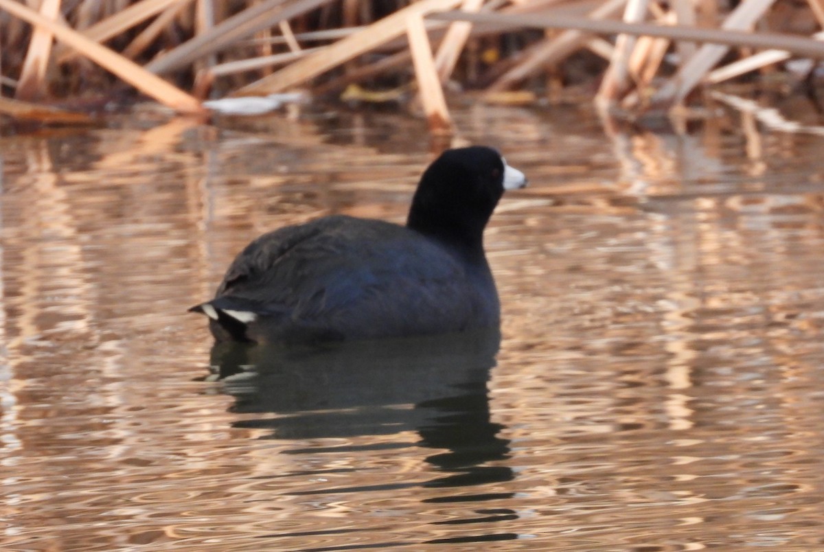 Amerika Mekesi - ML647093395