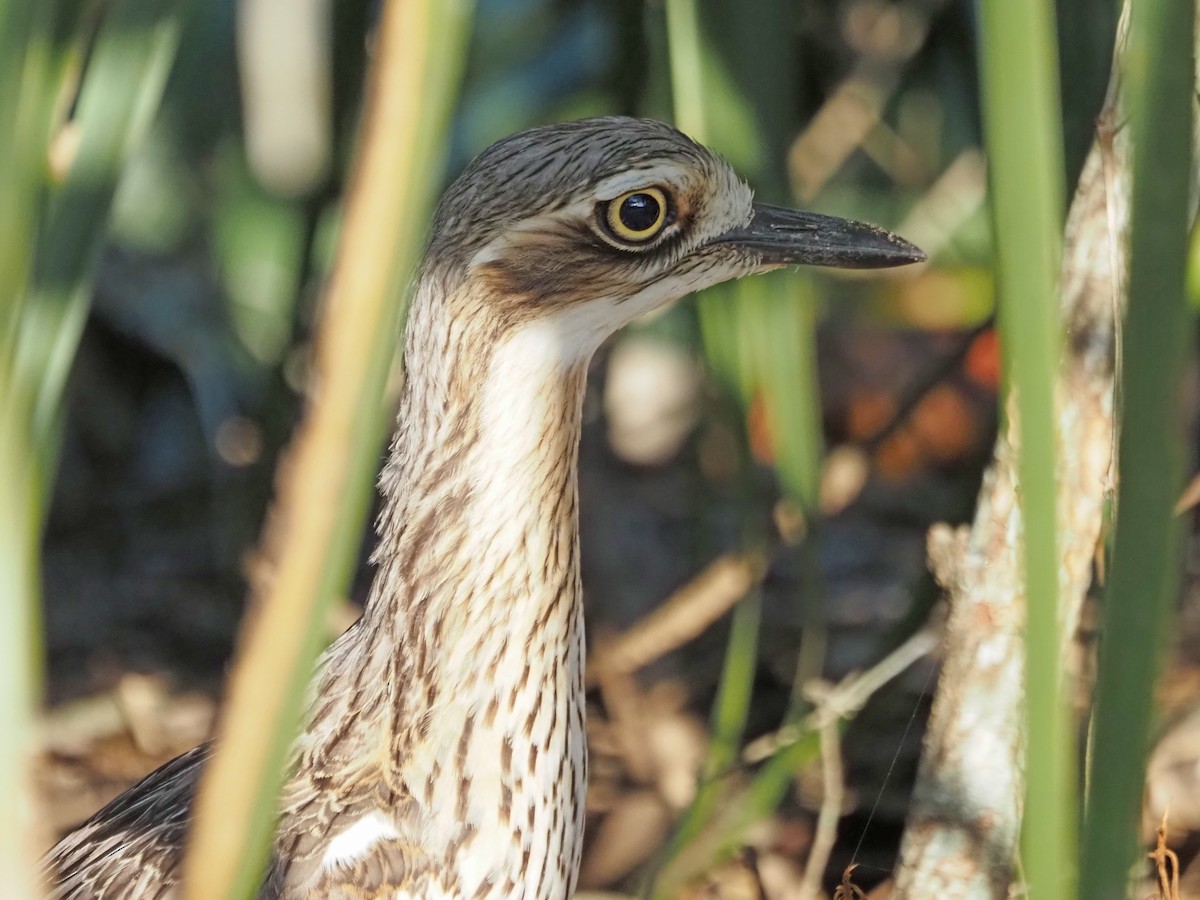 Uzun Kuyruklu Kocagöz - ML647093396