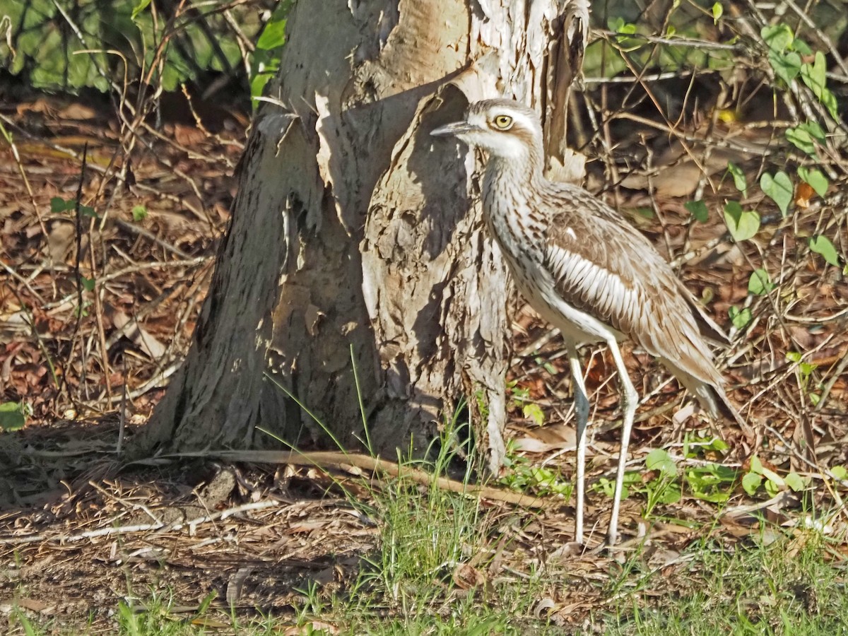 Uzun Kuyruklu Kocagöz - ML647093397