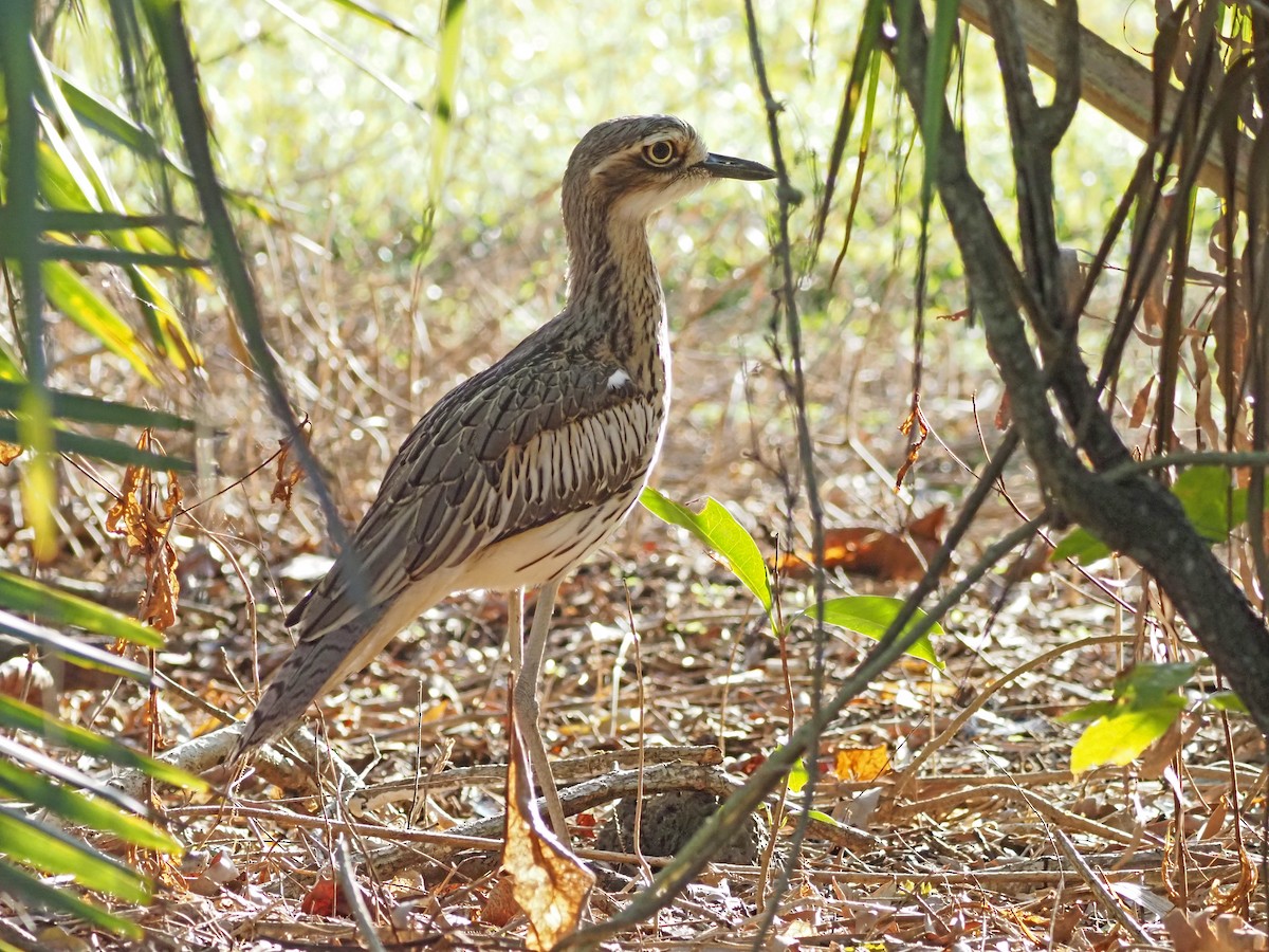 Uzun Kuyruklu Kocagöz - ML647093398