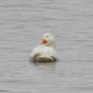 tanımsız kaz (evcil tip) - ML647093399