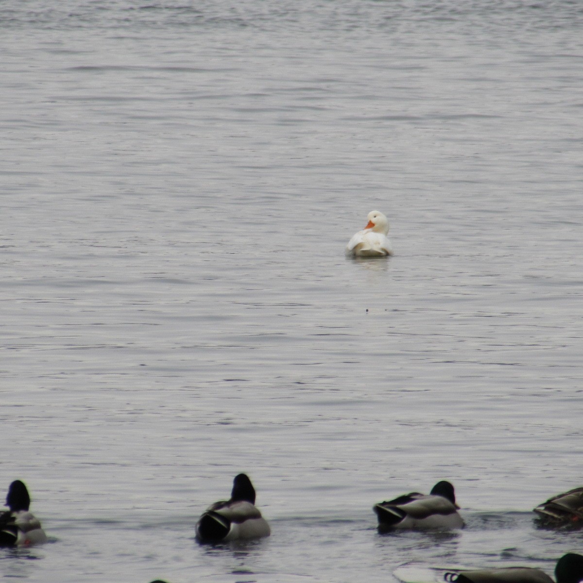 tanımsız kaz (evcil tip) - ML647093400