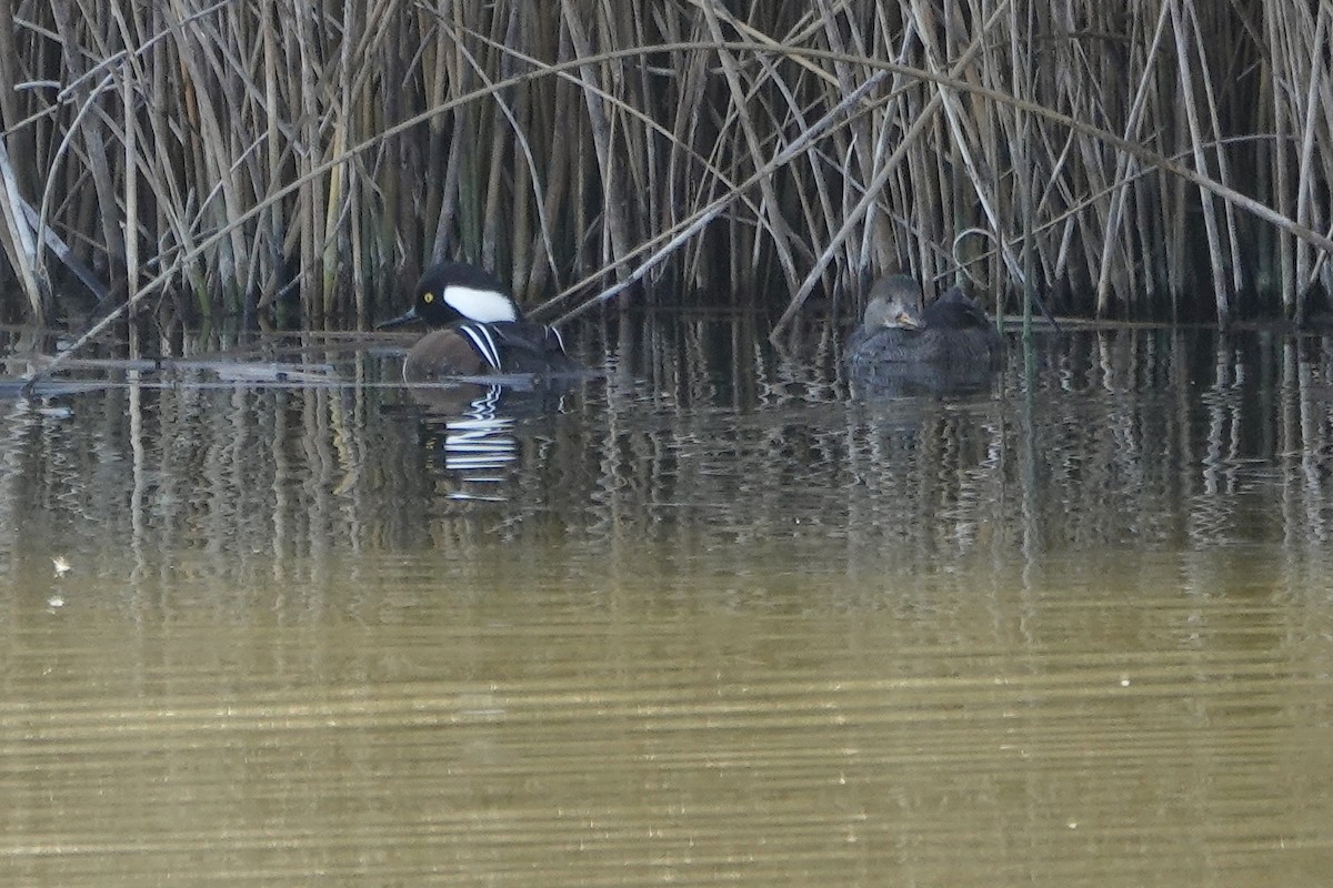 Smergo dal cappuccio - ML647093402