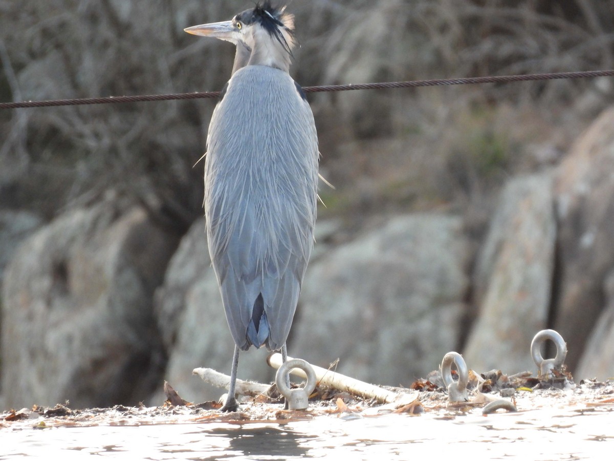 Great Blue Heron (Great Blue) - ML647093407