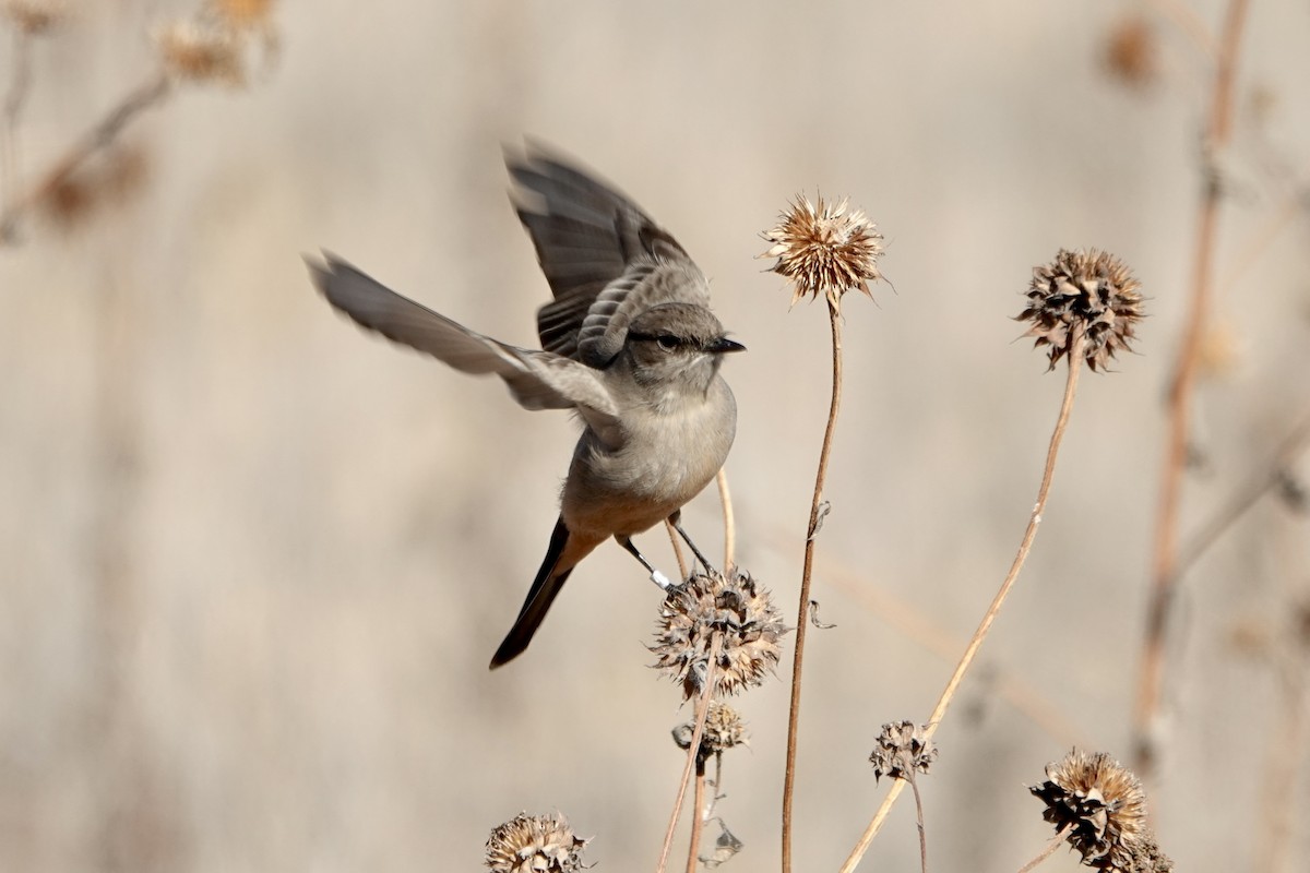 Say's Phoebe - ML647093410
