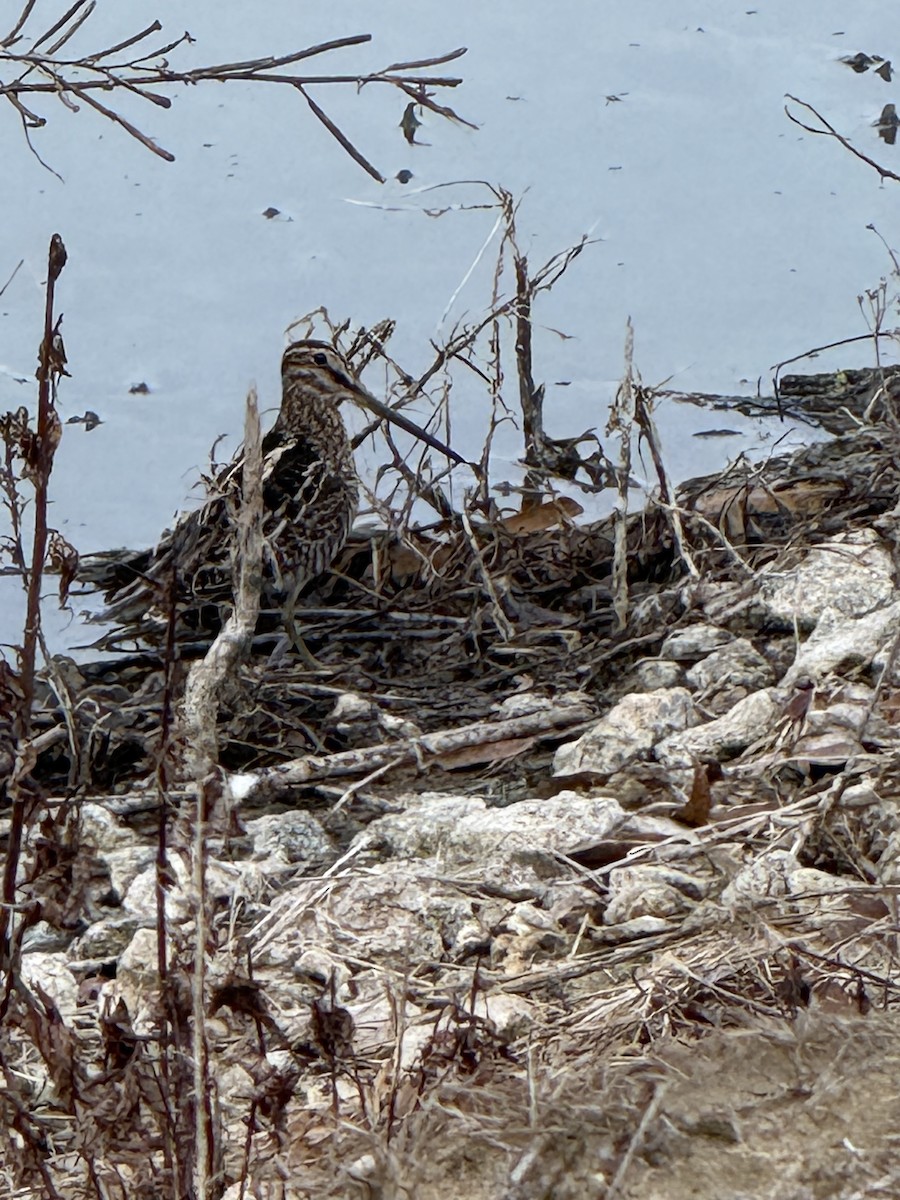 bekasina severoamerická - ML647093413