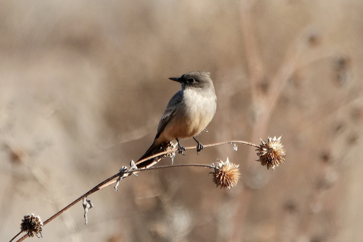Say's Phoebe - ML647093417