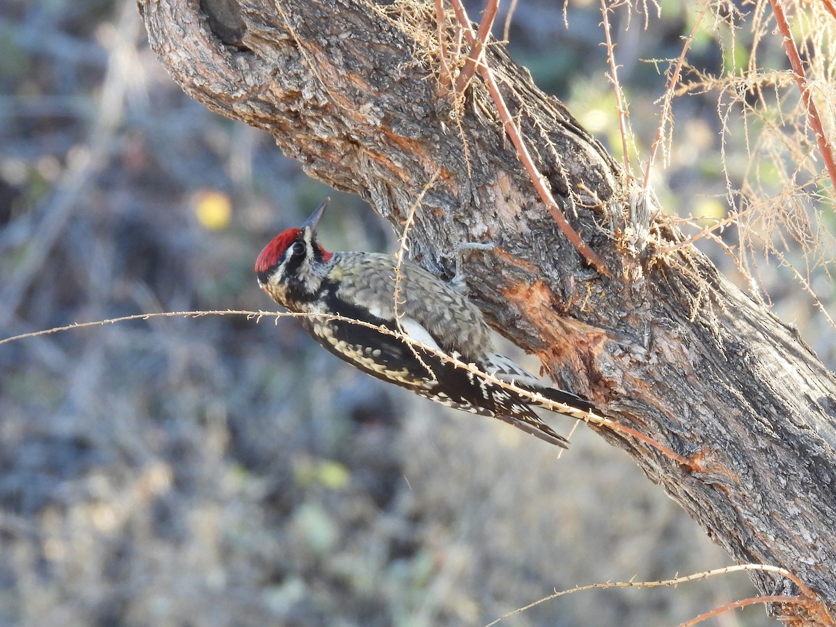Red-naped Sapsucker - ML647093419