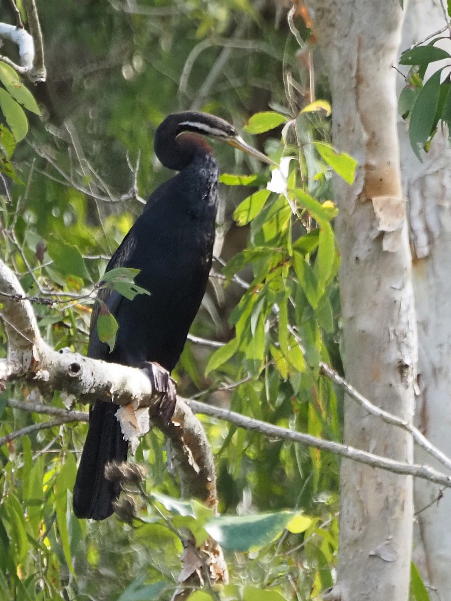 Australasian Darter - ML647093421