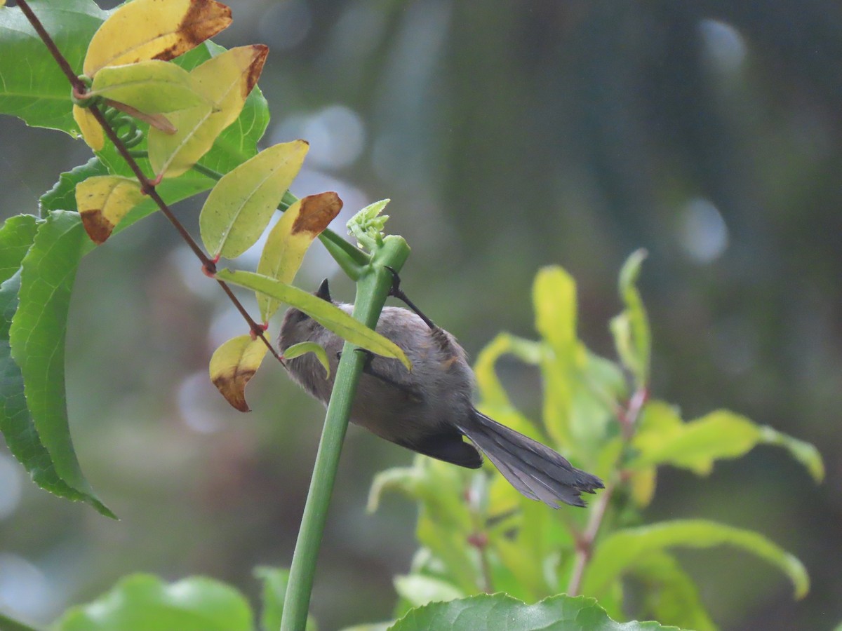Bushtit - ML647093429