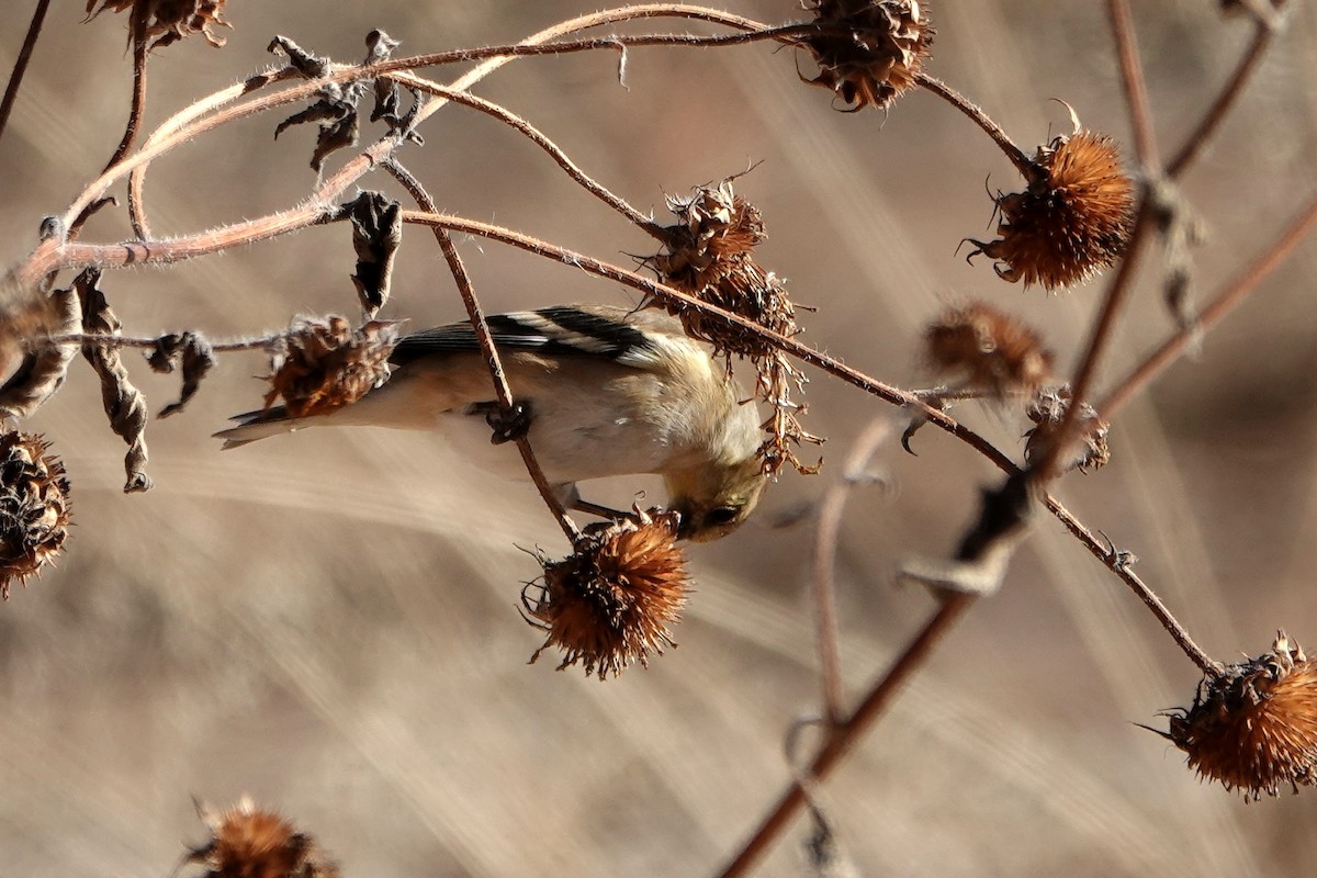 American Goldfinch - ML647093431