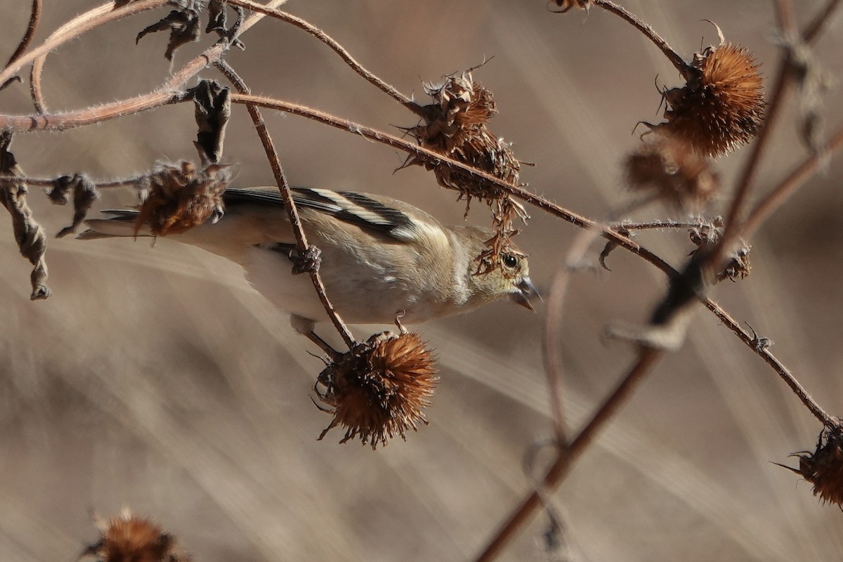 American Goldfinch - ML647093435