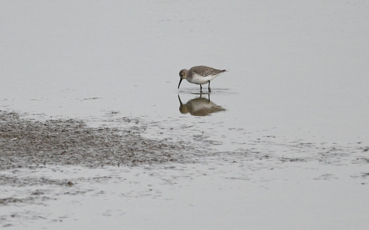 jespák obecný - ML647093437