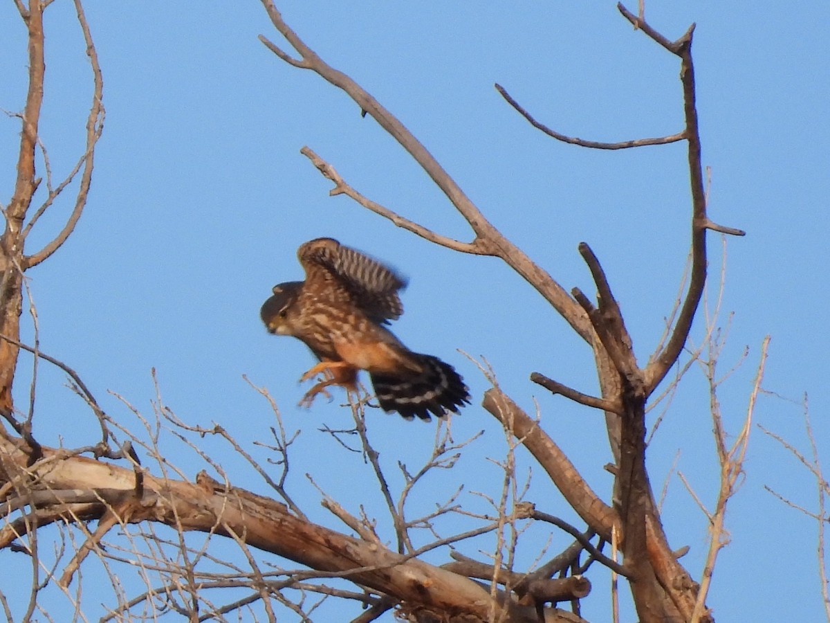 Merlin - ML647093438