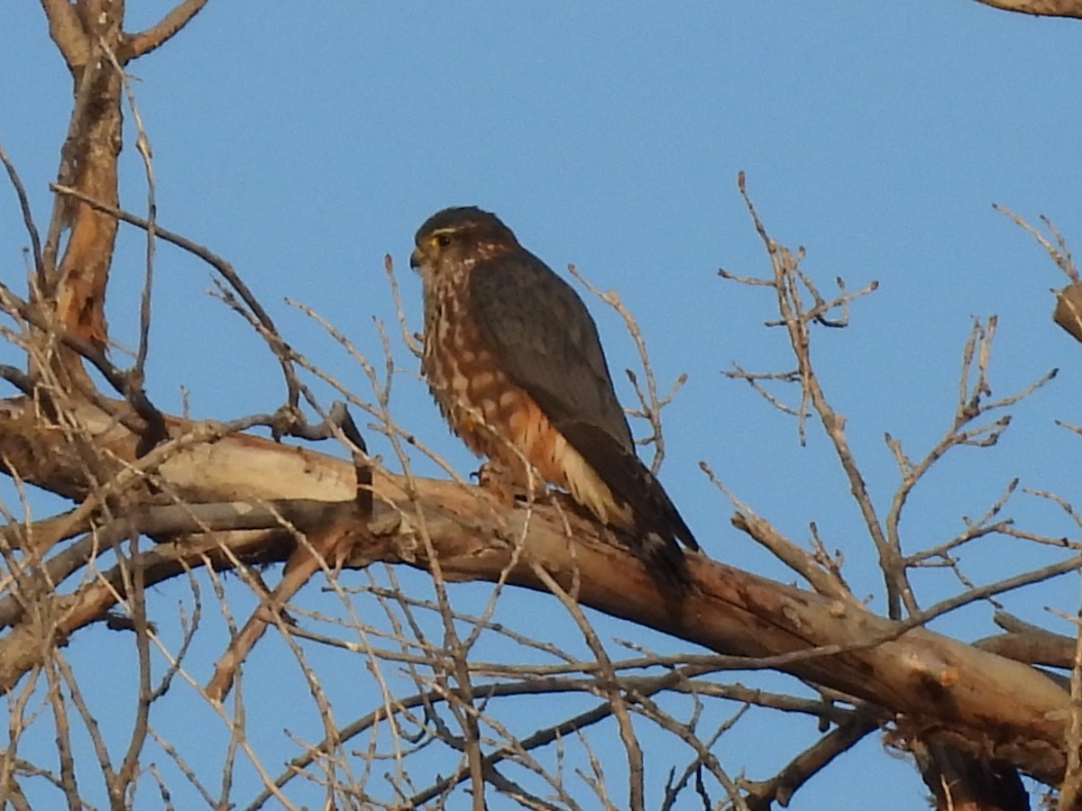 Merlin - ML647093439