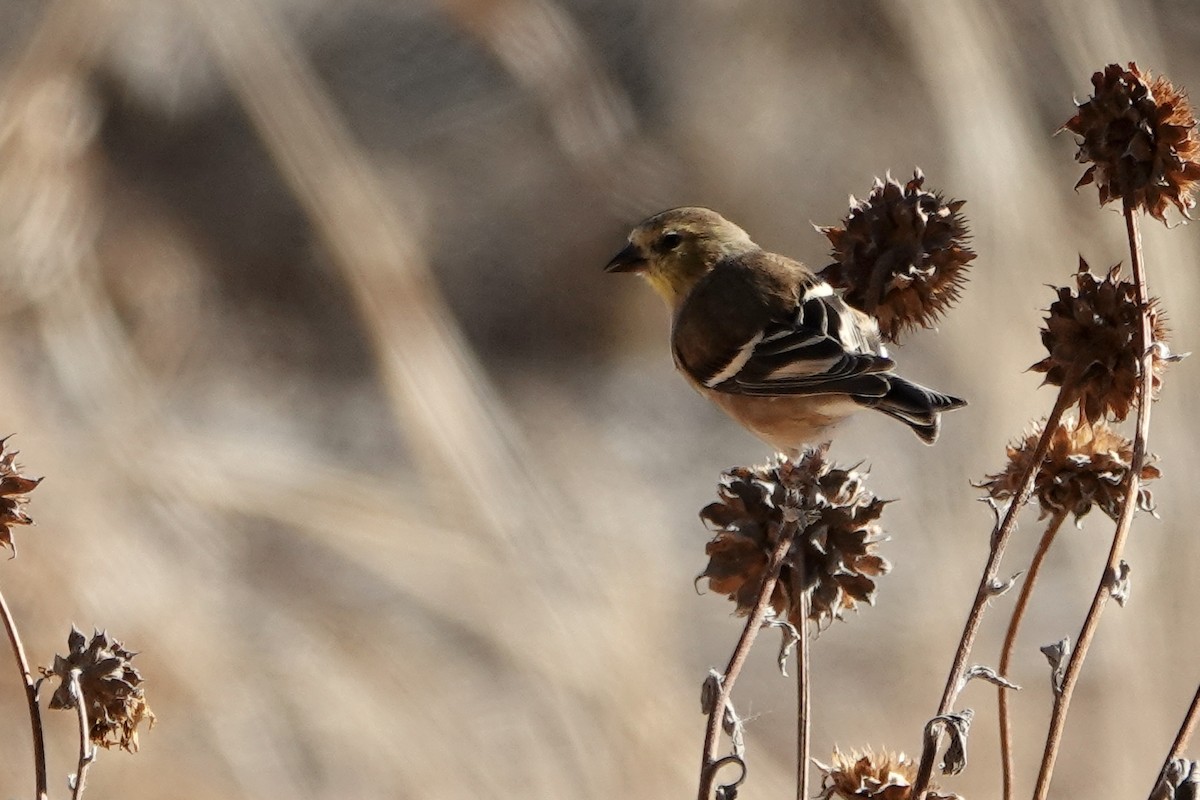 American Goldfinch - ML647093444