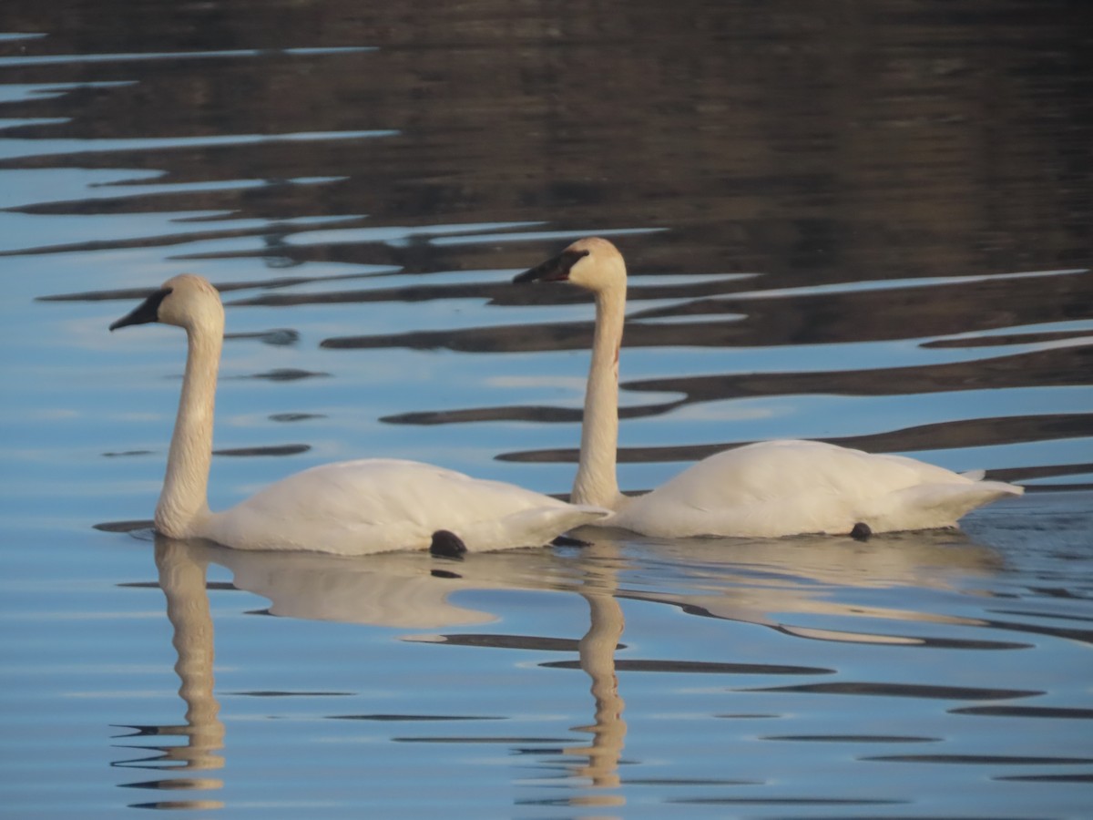 Trumpeter Swan - ML647093445