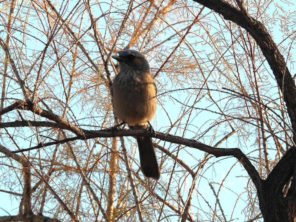Woodhouse's Scrub-Jay - ML647093447