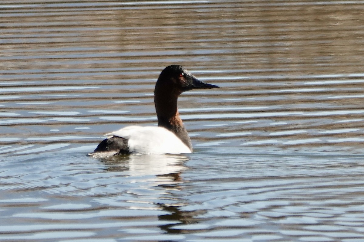 Canvasback - ML647093452