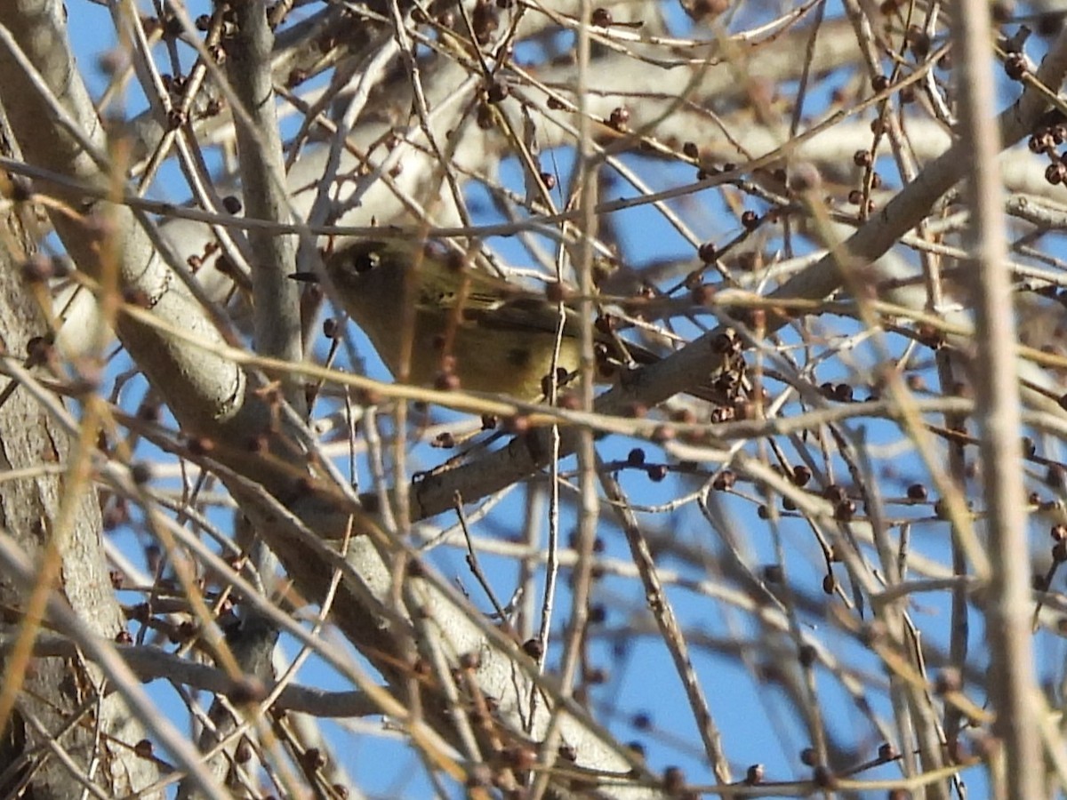 králíček americký - ML647093453