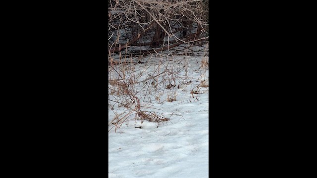 Hermit Thrush - ML647093457