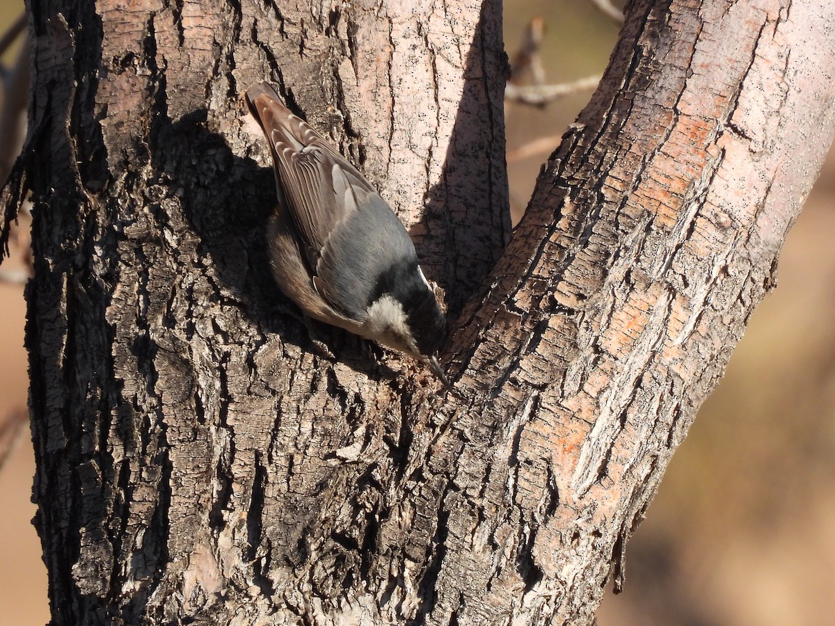 White-breasted Nuthatch - ML647093460