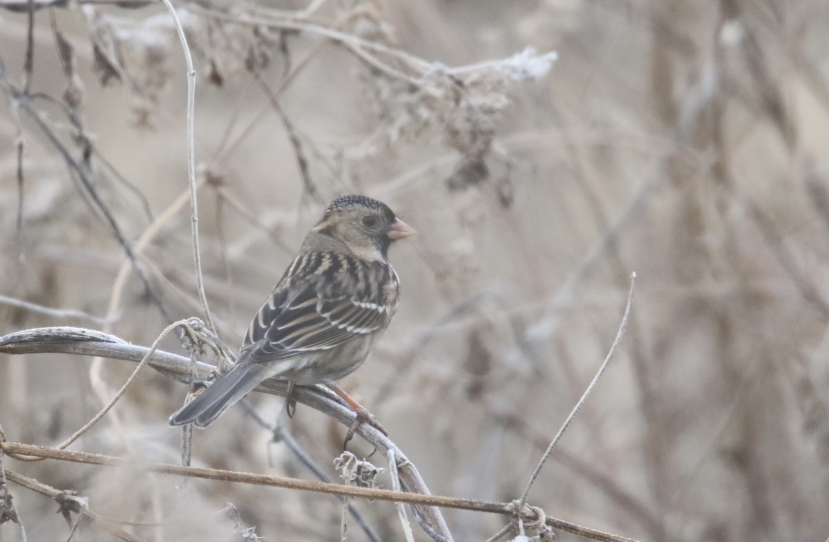 Harris's Sparrow - ML647093461