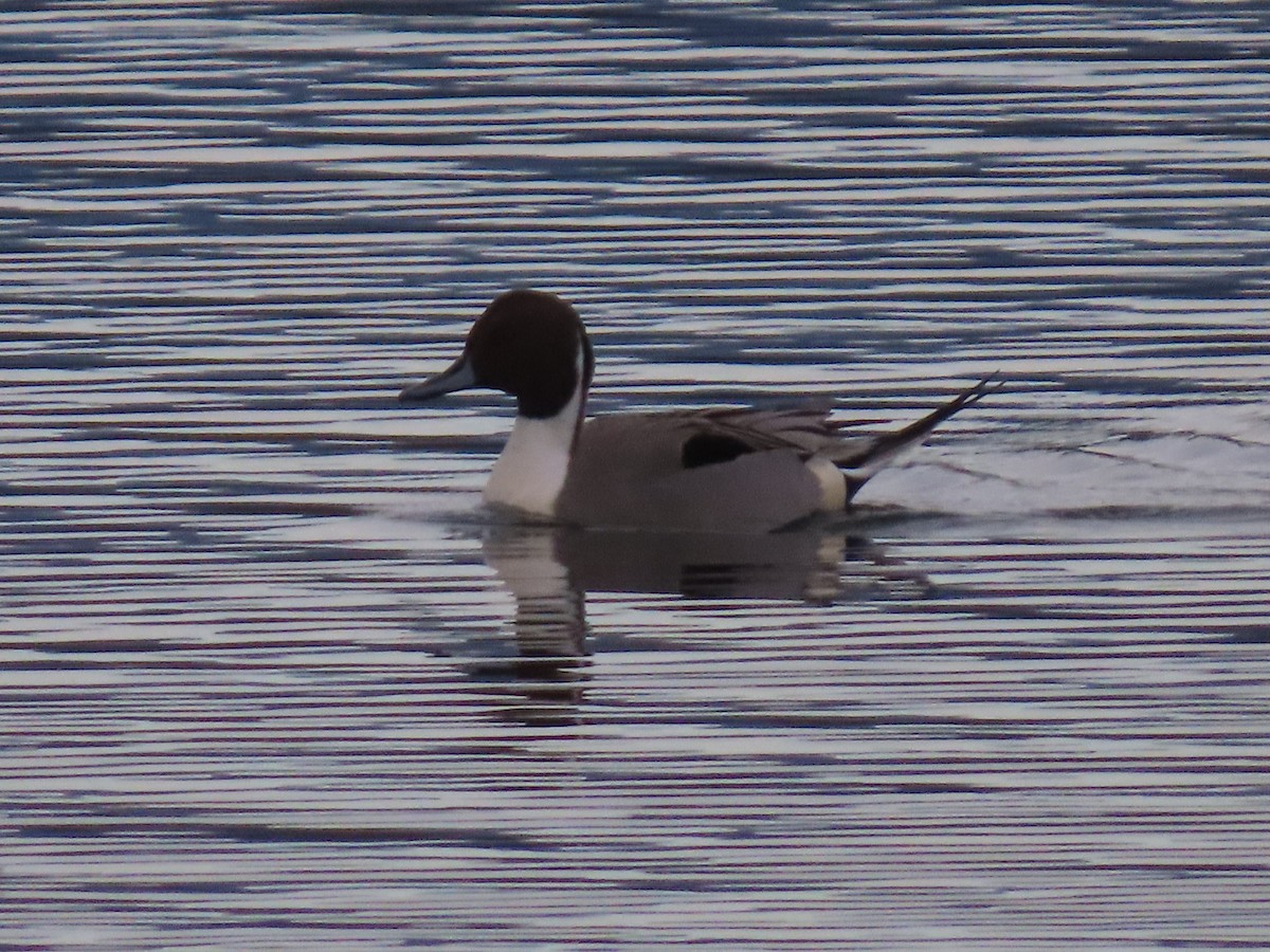 Northern Pintail - ML647093466