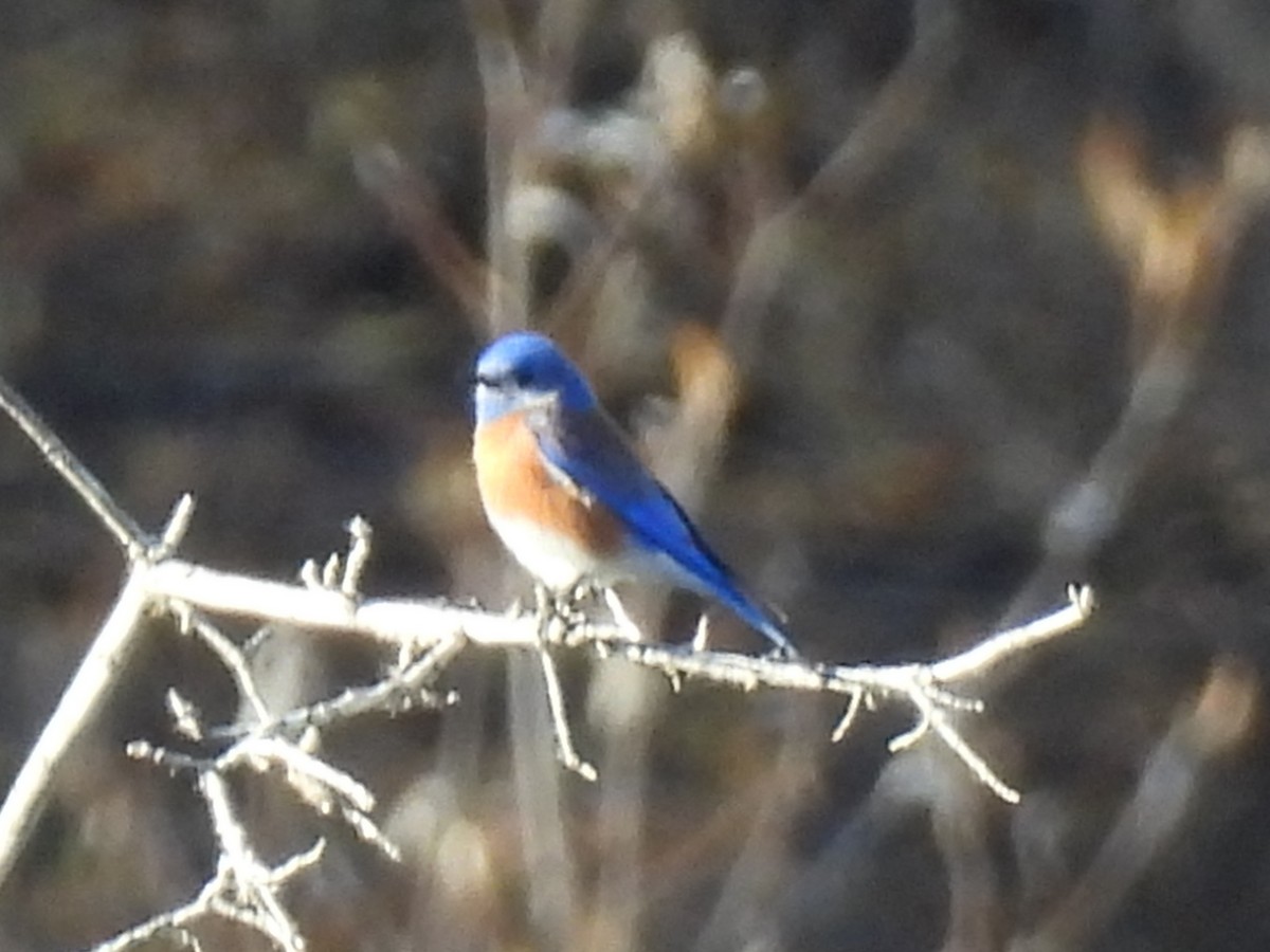 Западная сиалия - ML647093467