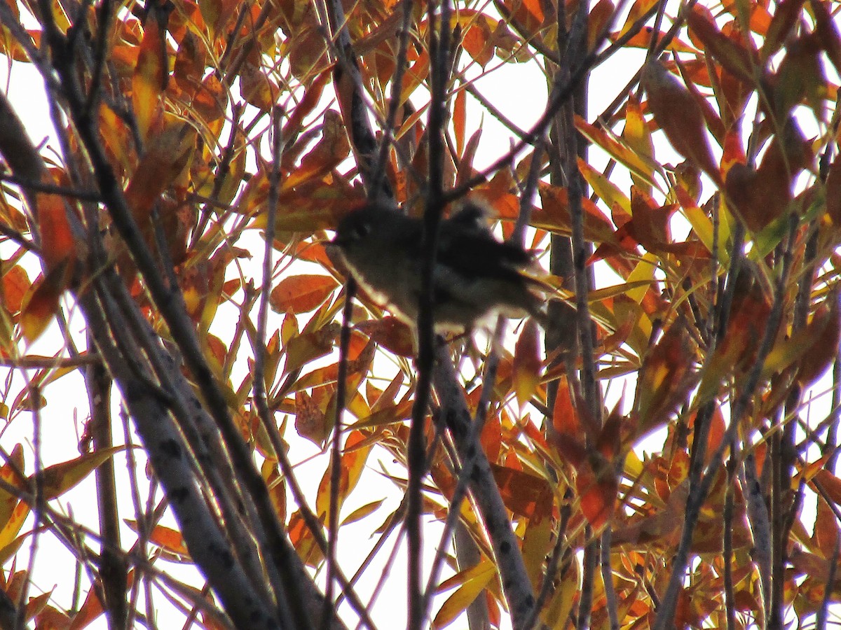 králíček americký - ML647093469