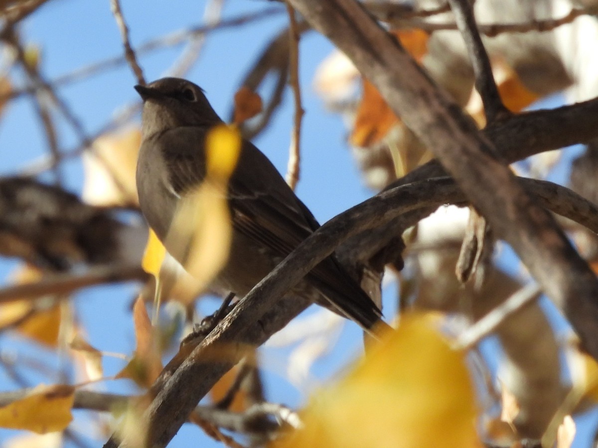 Townsend's Solitaire - ML647093471