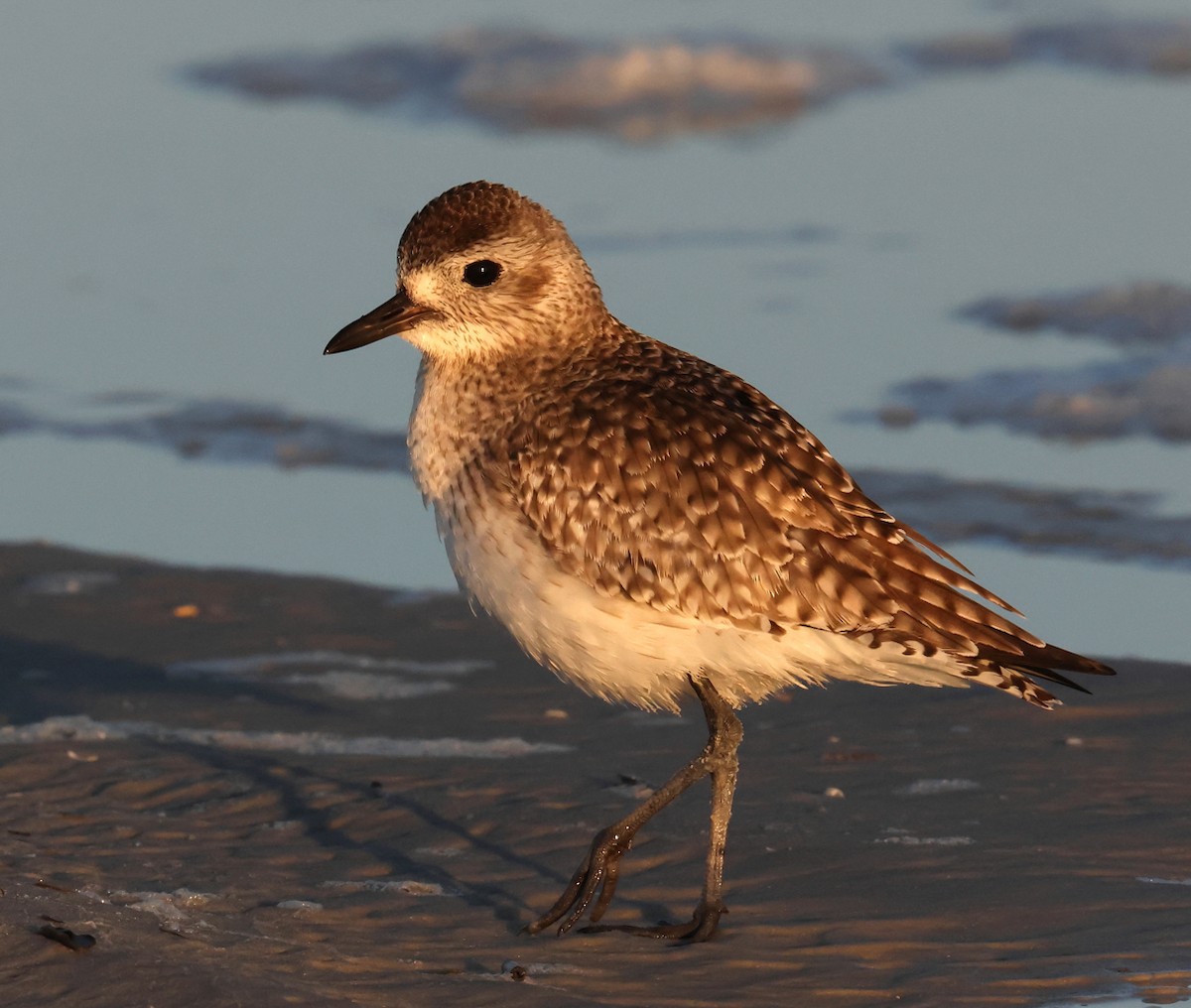 Black-bellied Plover - ML647093475