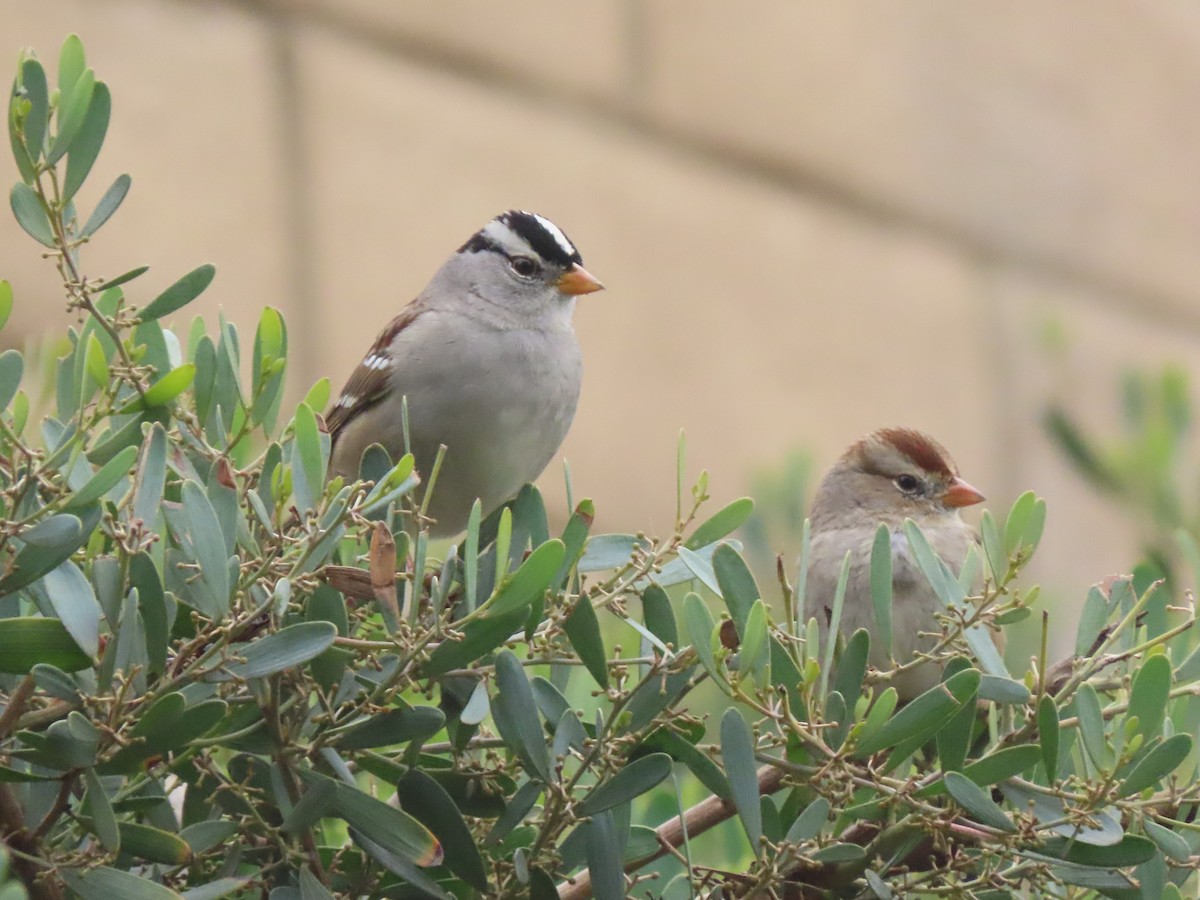 White-crowned Sparrow (Gambel's) - ML647093476