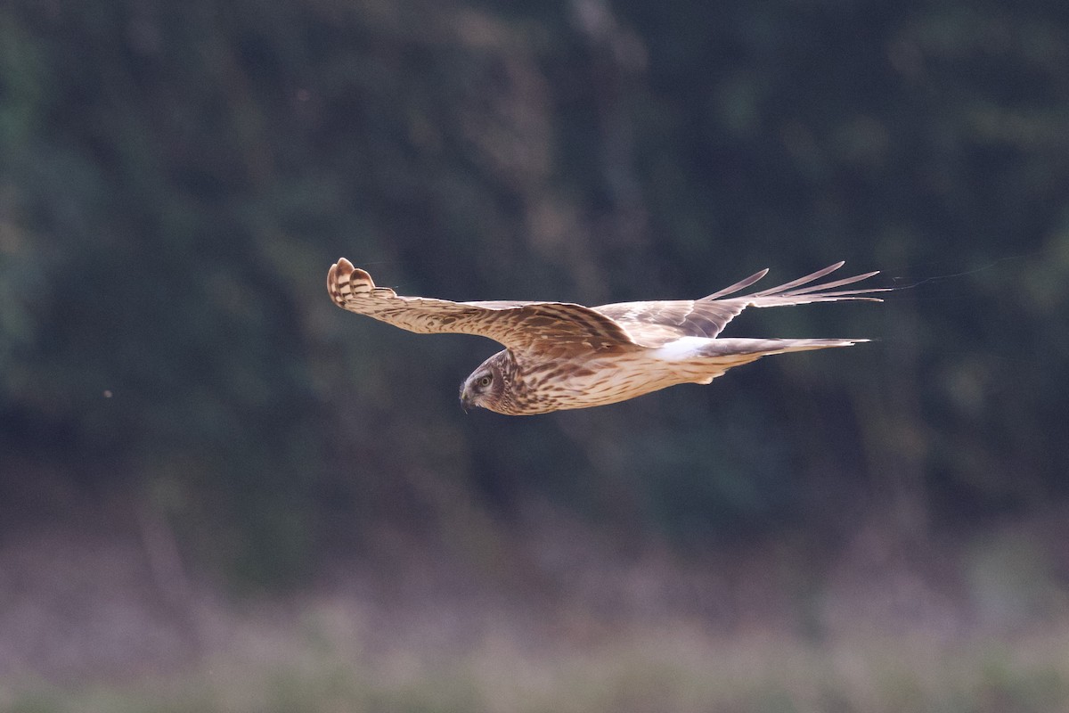 Eastern Marsh Harrier - ML647093479