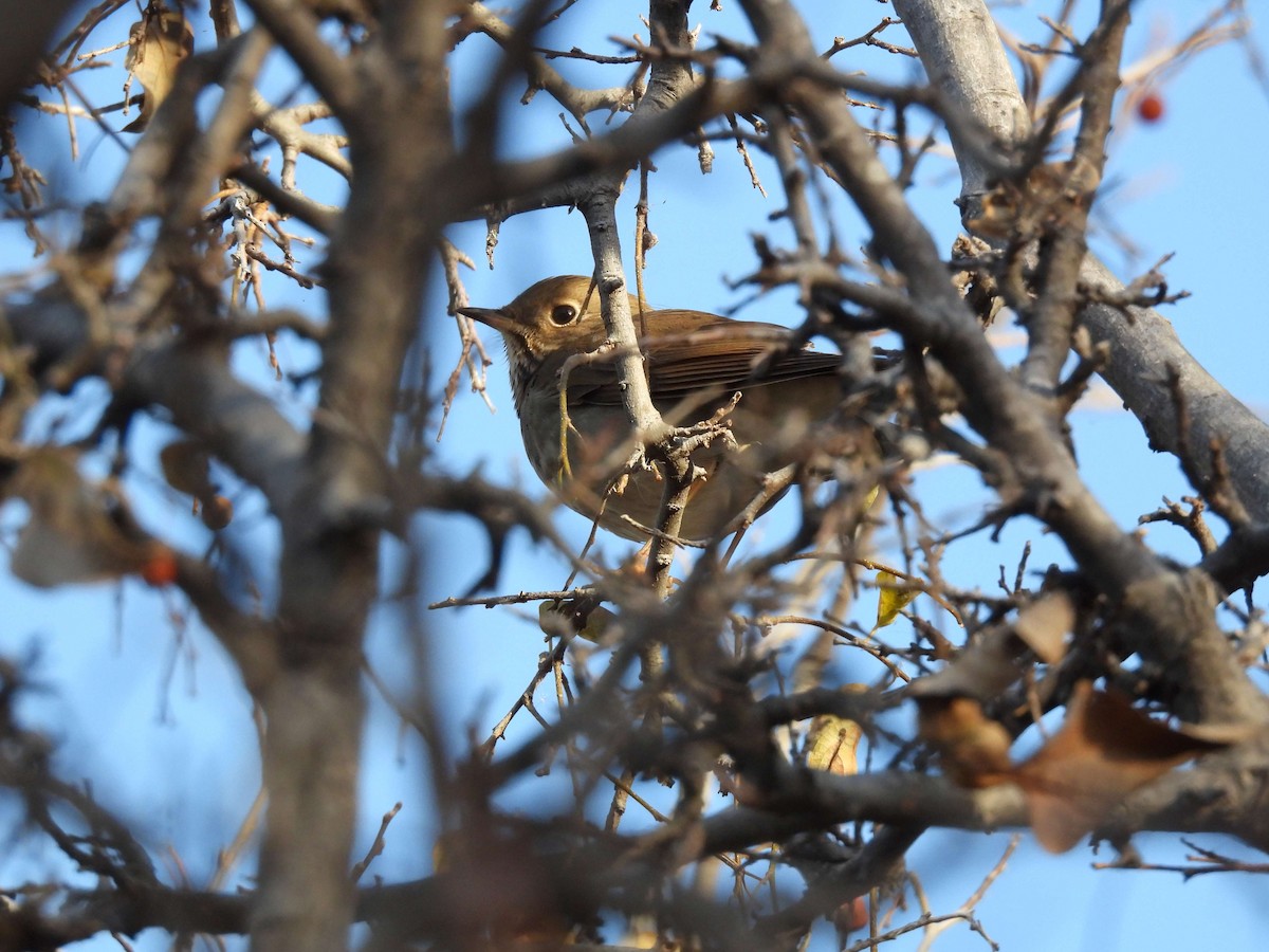 Hermit Thrush - ML647093485