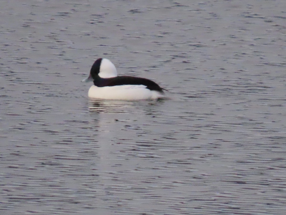 Bufflehead - ML647093486